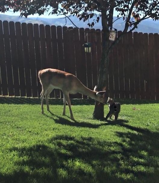Binx the cat making friends with a deer