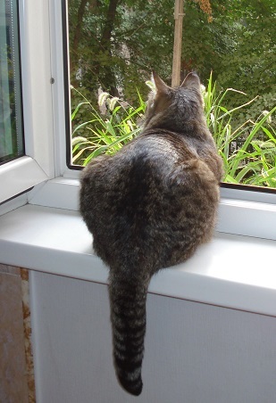 Lucy the cat looking out over her territory