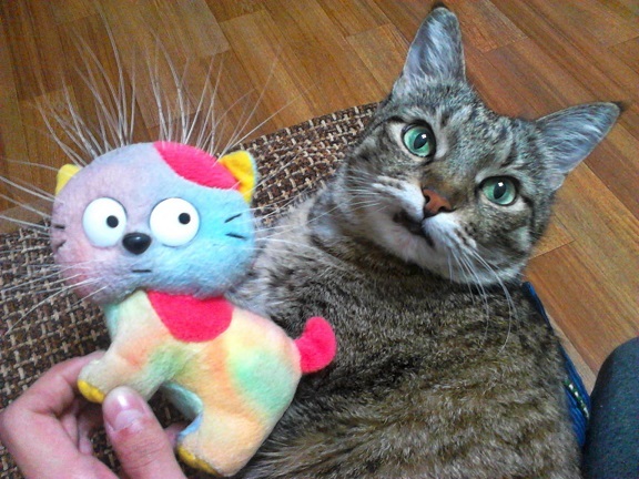 Lucy holding onto one of her cat toys