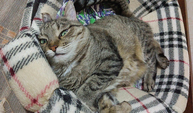 Lucy the cat sleeping in her bed with a blanket