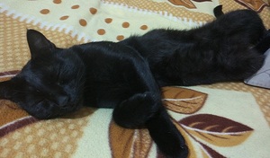 Marquis the black cat sleeping on a rug