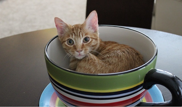 Nibbles the orange tabby in a bowl as a kitten