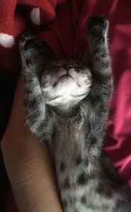 rory sleeping in her human's arms