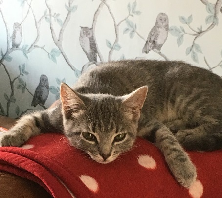 rory zonked on her blanket