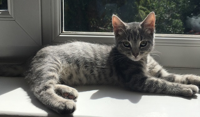 a 4 month old kitten named rory