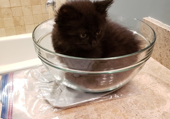 Tinley the black kitten getting weighed