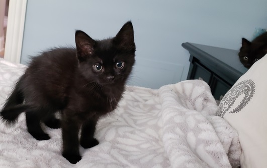 the two kittens in our bedroom