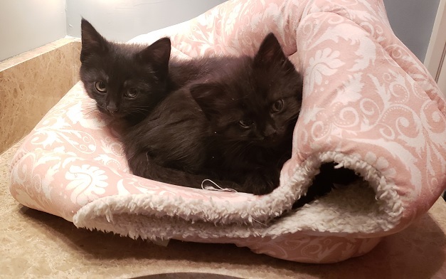 two kittens sleeping on top of a cat cave
