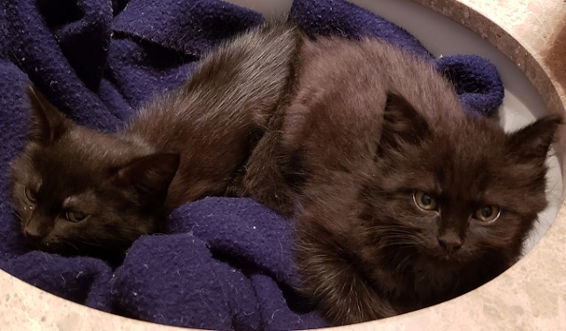 two kittens sleeping in a sink