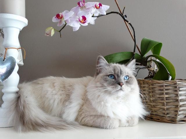 a very fluffy white cat and an orchid