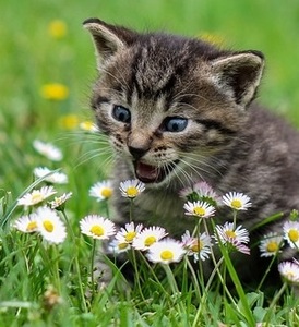 super excited kitten