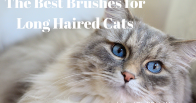 The 11 Best Brushes for Long Haired Cats 2018 a very long haired fluffy cat needing to be brushed