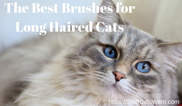 a very long haired fluffy cat needing to be brushed