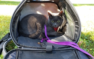 Beast relaxing in her carrier at the park