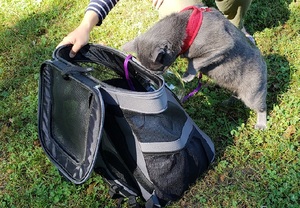 Beast climbing back into the Fat Cat Backpack