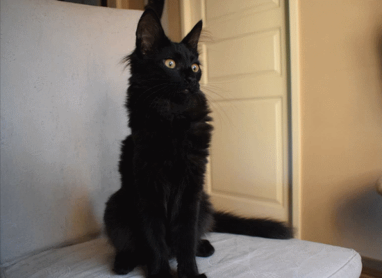 Amir the black turkish angora cat looking stately