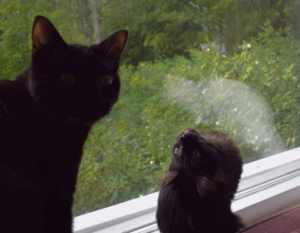 Amir looking over his shoulder