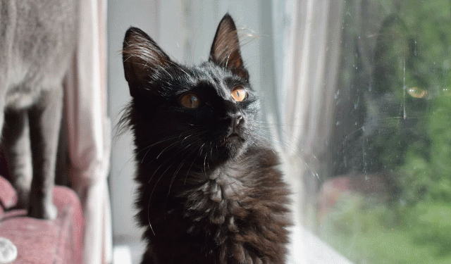 Amir the black turkish angora