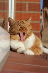waffles the cat yawning