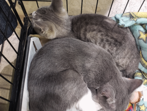 kittens sleeping after the agility course