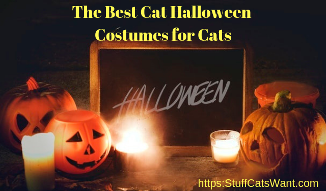 several pumpkins with text that says the best Halloween costumes for cats