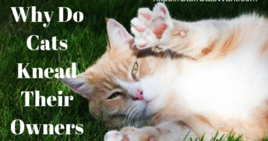 Why Do Cats Knead Their Owners? Cat kneading in the grass