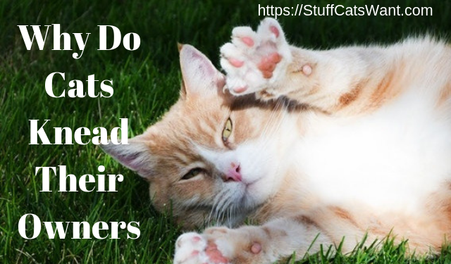 Why Do Cats Knead Their Owners?