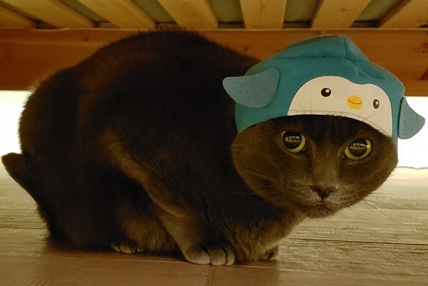 Beast hiding under the bed with the kitan club cat hat one