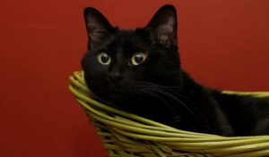 a black cat in a basket