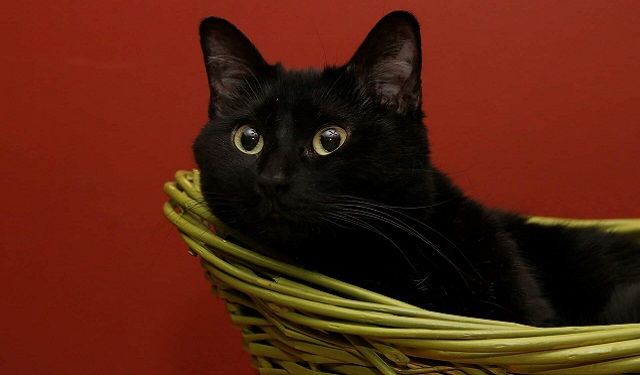 a black cat in a basket