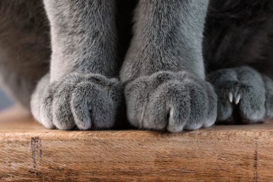 a pair of cat paws close up