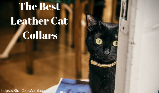 The best leather cat collars feature photo