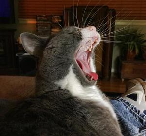 gizmo yawning
