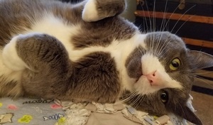 gizmo the cat laying down