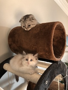 luna and riceball on their cat tree