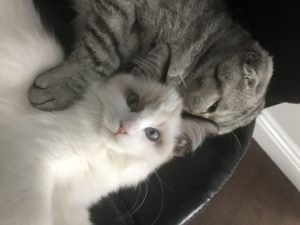 Luna and Riceball sleeping together