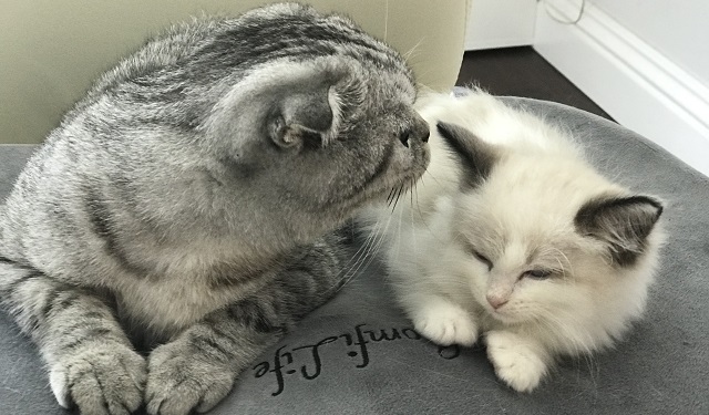 Riceball and Luna sitting together