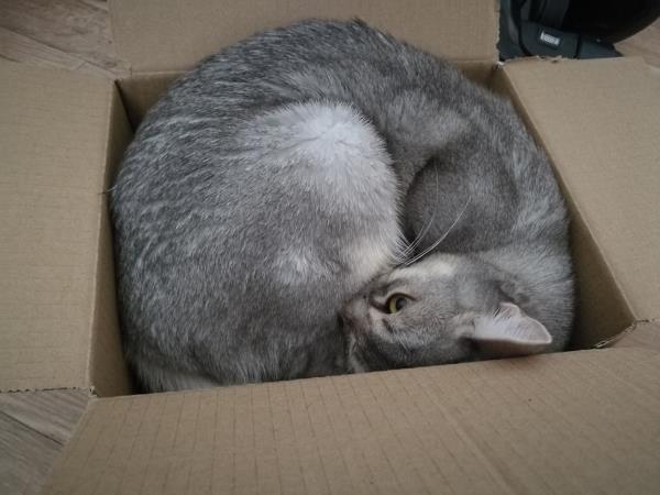 askja in her box