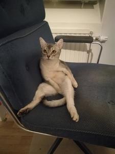 askja relaxing in a chair