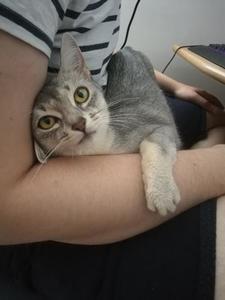askja in Tris's boyfriend's lap