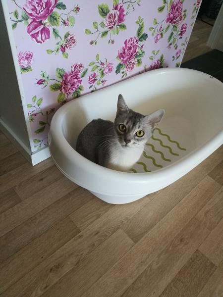 askja in a tub