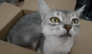 askja in her box