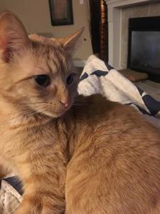 Baron the orange tabby