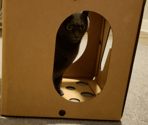 a cat box for happiness with beast hiding in it