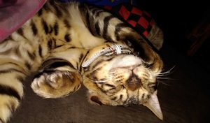 Ace the bengal playing