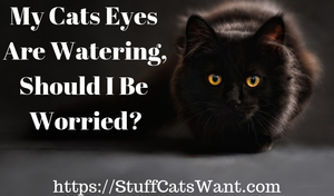 a black cat with large eyes and text that says my cats eyes are watering