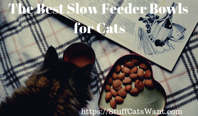 best cat slow feeder bowl