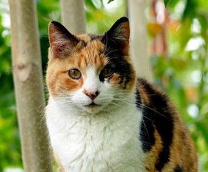 a beautiful calico cat