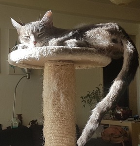 gribouille on her cat tree