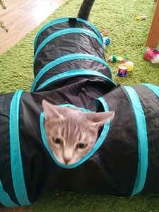 gribouille in her cat tunnel